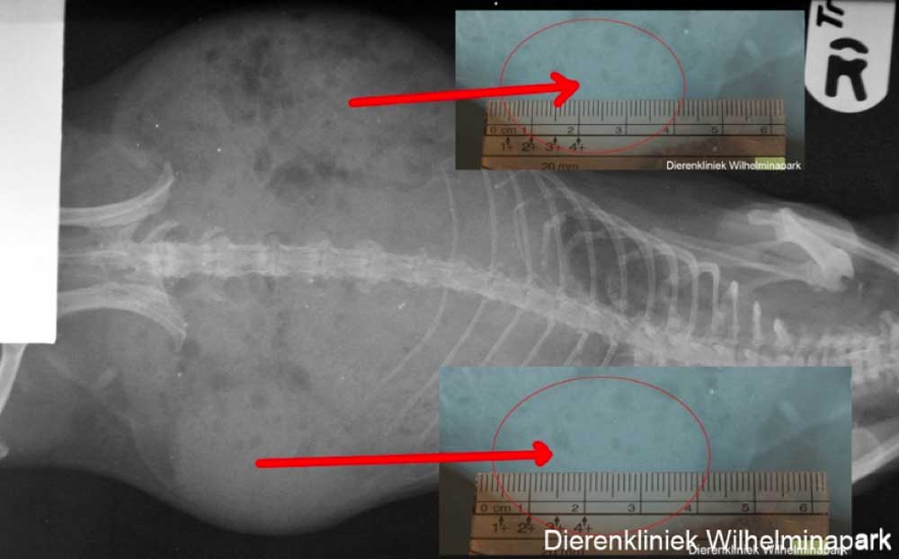 Op de rontgenfoto is een vergroot ovarium goed te zien, de andere kant valt weg en is moeilijk te zien op de foto